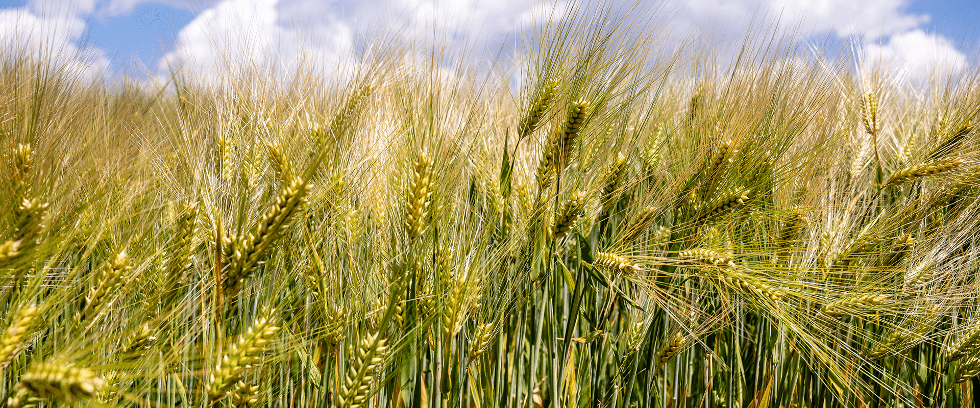 champ de blé pays loudunais