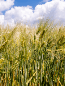 champ de blé pays loudunais