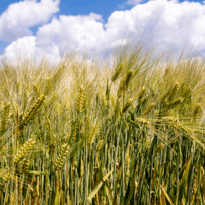 champ de blé pays loudunais