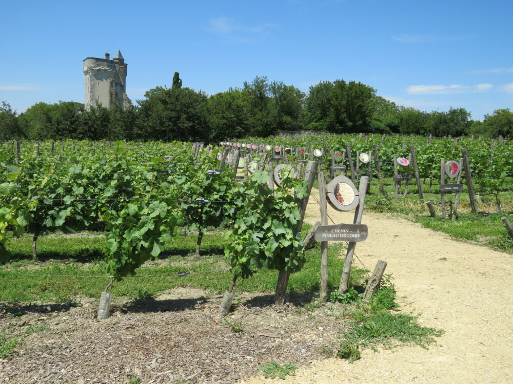 Curçay-sur-Dive (7).JPG_1