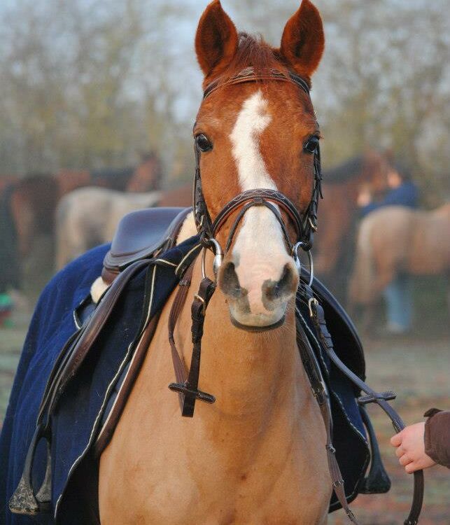 Ecuries de Mornay.jpg_1