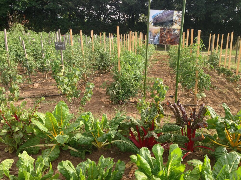 Jardin Pédagogique des 3 Noyers 6 août 2013 (8).JPG_3