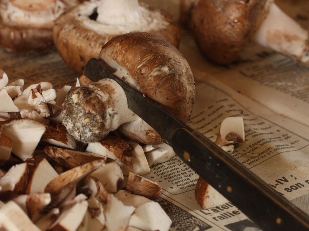 02_Champignonnière.JPG_2