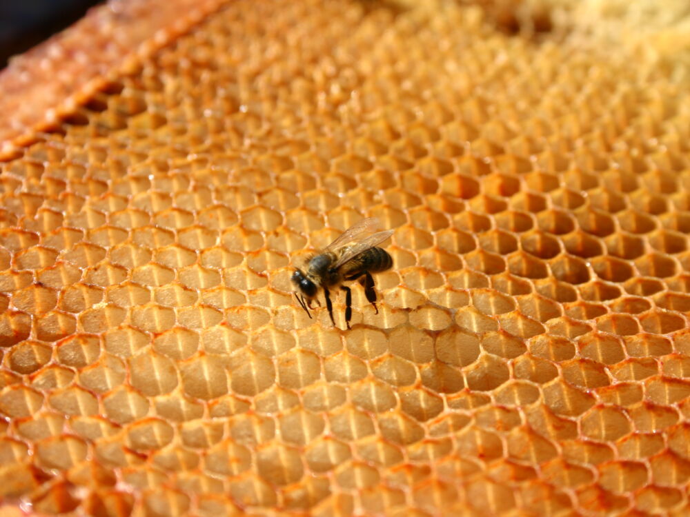 04_Le Rucher École.JPG_2