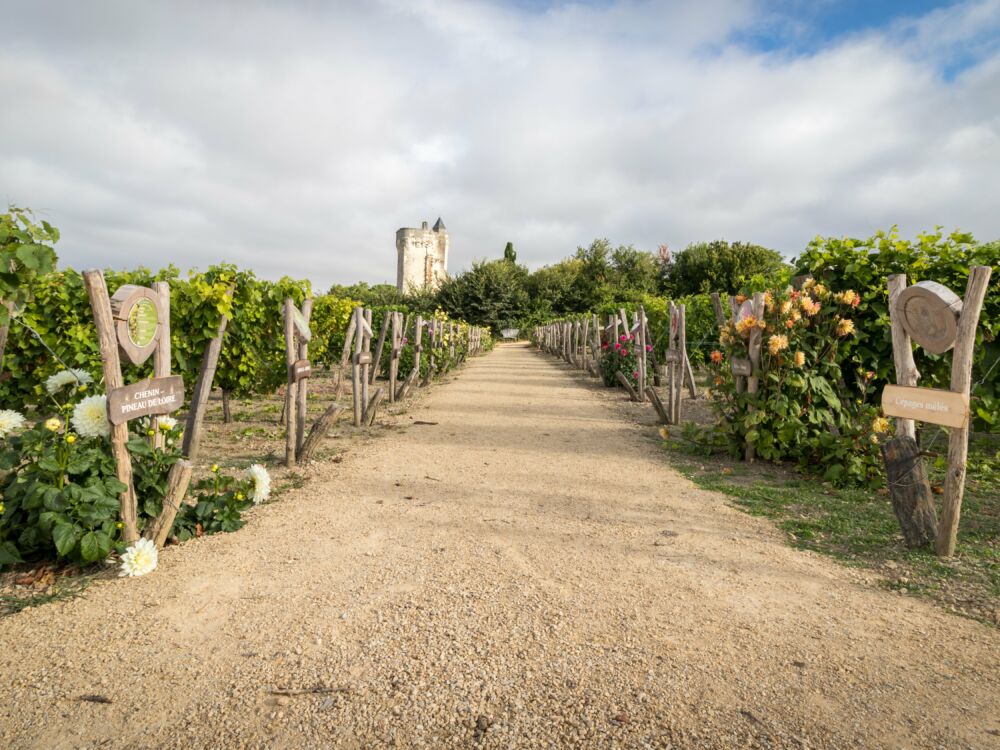 30_Les treilles.jpg_6