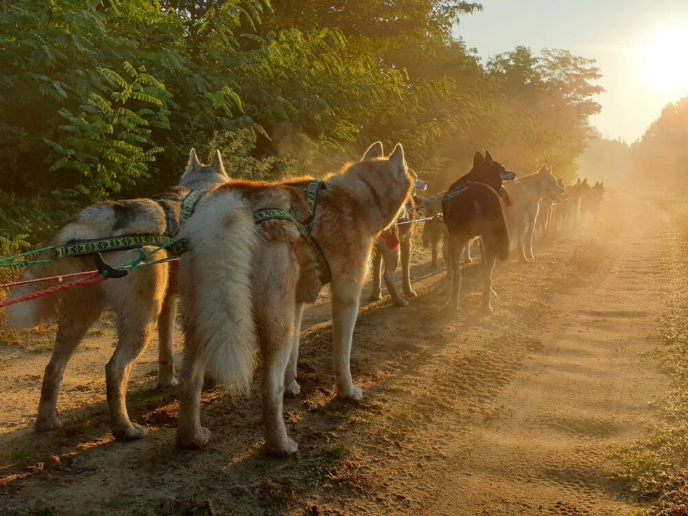 04-Attelage Cani kart Latitude Nordique @Blanchin David 31122026