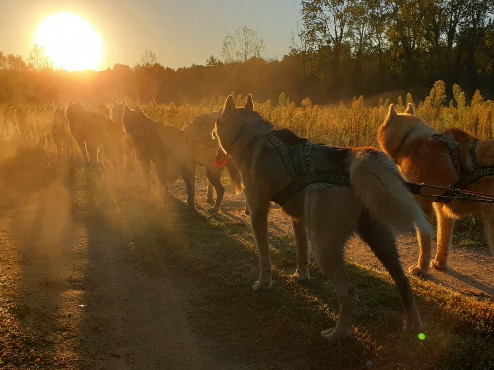 03-Attelage Cani kart Latitude Nordique @Blanchin David 3112206