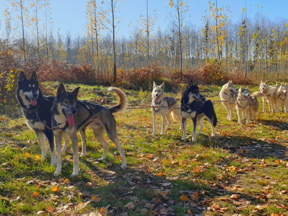 01-Cani Kart Latitude Nordique @BlanchinDavid 31122026