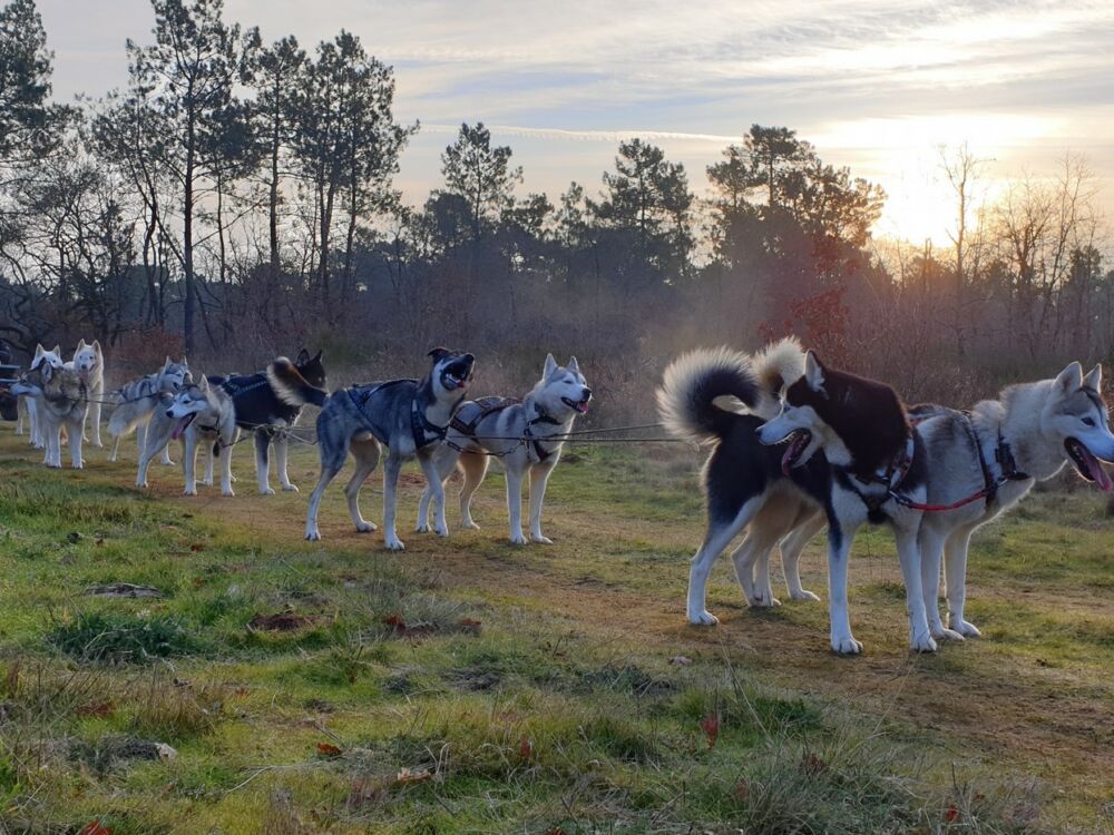 02-Cani kart Latitude Nordique @Blanchin David 31122026