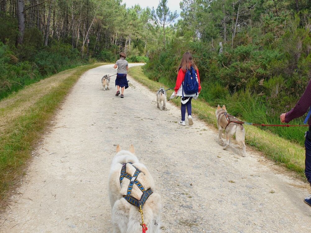 05-Cani rando Latitude Nordique @Blanchin David 31122026