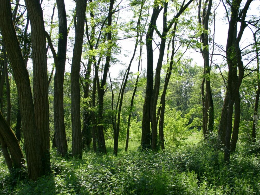 Foret de Scévolles 1