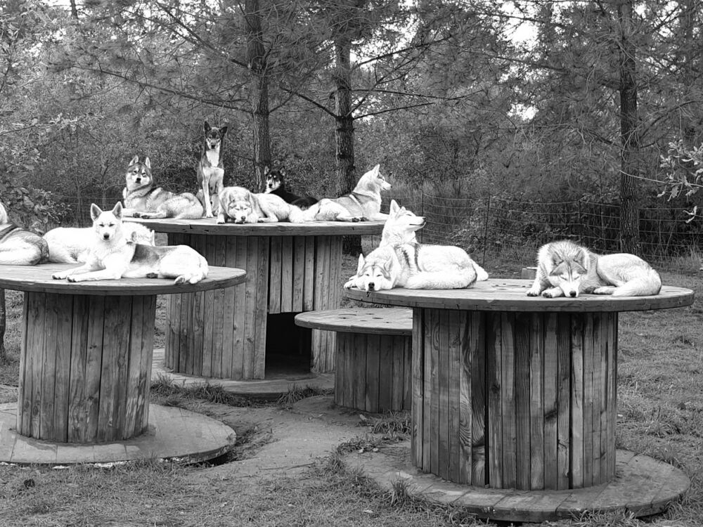 06-Husky Latitude Nordique @Blanchin David 31122026