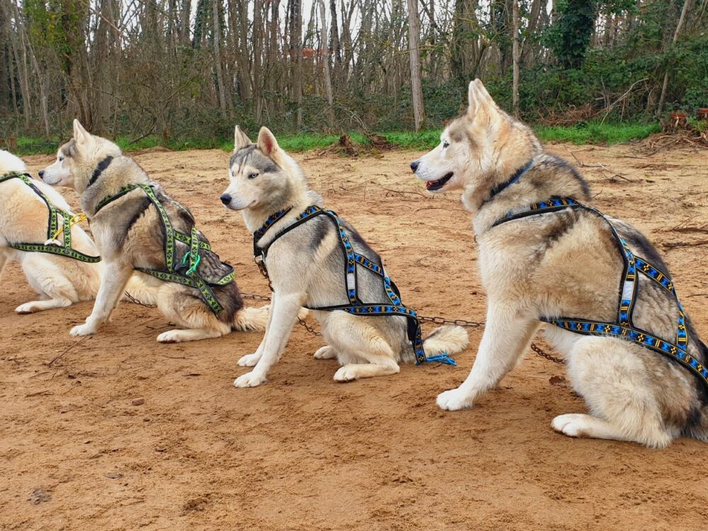 07-Husky Latitude Nordique @Blanchin David 31122026