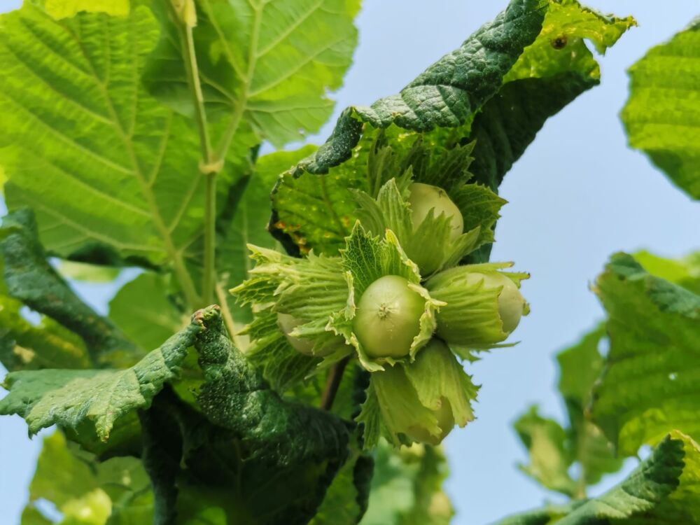 La Noisette de l'Ouest_Loudun_2023