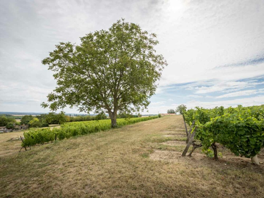 domaine-du-grand-clos-vins-de-saumur-famile-robert-vigneron